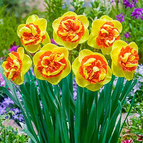 Buy Kiwi Sunset Daffodil 